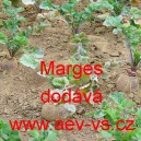 Tuř&iacute;n brukev řepka Magres