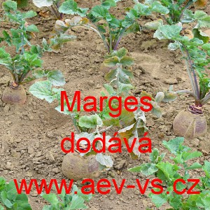 Tuř&iacute;n brukev řepka Magres