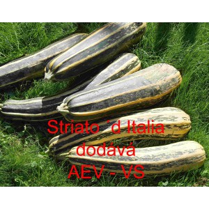 Tykev obecn&aacute; cuketa Striato di Italia