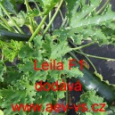 Tykev obecn&aacute; cuketa hybridn&iacute; Leila F1
