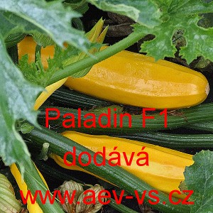 Tykev obecn&aacute; cuketa hybridn&iacute; Paladin F1