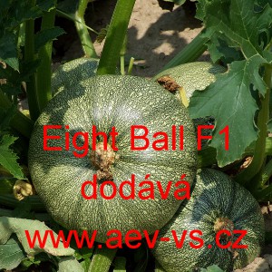 Tykev obecn&aacute; cuketa hybridn&iacute; kulat&aacute; Eight Ball F1