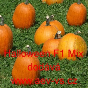 Tykev velkoplod&aacute; hybridn&iacute; Halloween F1 Mix