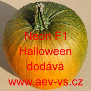 Tykev velkoplod&aacute; hybridn&iacute; Neon F1 Halloween