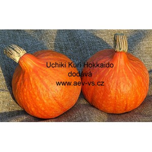 Tykev velkoplod&aacute; Uchiki Kuri Hokkaido