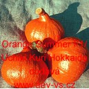 Tykev velkoplod&aacute; hybridn&iacute; Orange Summer F1/Uchiki Kuri Hokkaido