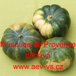 Tykev pižmov&aacute; mu&scaron;k&aacute;tov&aacute; Muscat de Provence