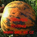 Tykev obecn&aacute; olejn&aacute; Oilkurbis