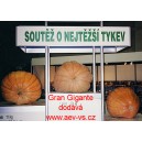 Tykev velkoplod&aacute; Gran Gigante