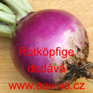 Vodnice brukev řep&aacute;k Rotk&ouml;pfige
