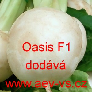 Vodnice brukev řep&aacute;k hybridn&iacute; Oasis F1