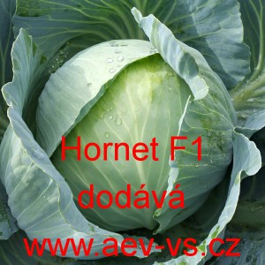 Zel&iacute; hl&aacute;vkov&eacute; b&iacute;l&eacute; hybridn&iacute; Hornet F1