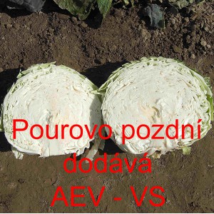 Zel&iacute; hl&aacute;vkov&eacute; b&iacute;l&eacute; Pourovo pozdn&iacute; (Dobrovodsk&eacute;)