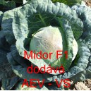 Zel&iacute; hl&aacute;vkov&eacute; b&iacute;l&eacute; hybridn&iacute; Midor F1