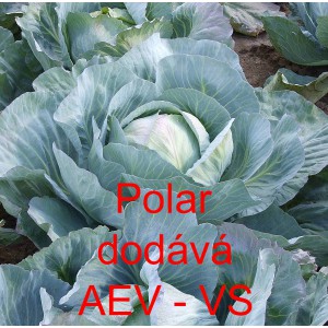 Zel&iacute; hl&aacute;vkov&eacute; b&iacute;l&eacute; Polar