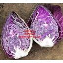 Zel&iacute; hl&aacute;vkov&eacute; červen&eacute; &scaron;pičat&eacute; Kalibos