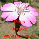 Koukol poln&iacute; Milas