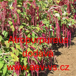 Laskavec ocasat&yacute; Atropurpureus Mix