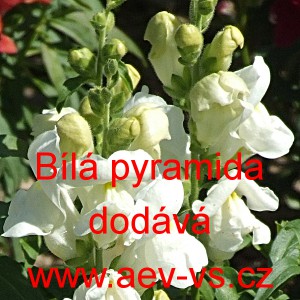 Hled&iacute;k vět&scaron;&iacute; B&iacute;l&aacute; pyramida