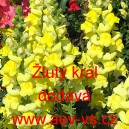 Hled&iacute;k vět&scaron;&iacute; Žlut&yacute; kr&aacute;l