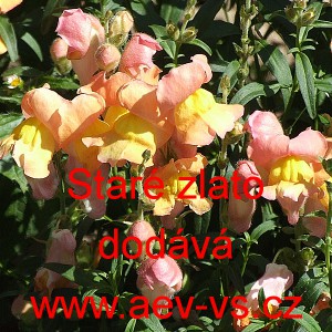 Hled&iacute;k vět&scaron;&iacute; Star&eacute; zlato