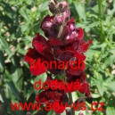 Hled&iacute;k vět&scaron;&iacute; Monarch