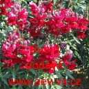 Hled&iacute;k vět&scaron;&iacute; Rub&iacute;n