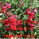 Hled&iacute;k vět&scaron;&iacute; Oranžově růžov&yacute;