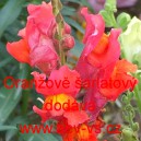 Hled&iacute;k vět&scaron;&iacute; Oranžově &scaron;arlatov&yacute;