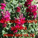 Hled&iacute;k vět&scaron;&iacute; Nachově červen&yacute;