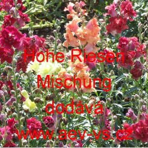 Hled&iacute;k vět&scaron;&iacute; Hohe Riesen Mischung