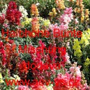 Hled&iacute;k vět&scaron;&iacute; Halbhohe Bunte Mischung