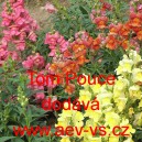 Hled&iacute;k vět&scaron;&iacute; Tom Pouce