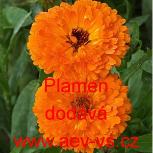 Měs&iacute;ček l&eacute;kařsk&yacute; Plamen