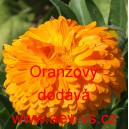 Měs&iacute;ček l&eacute;kařsk&yacute; Oranžov&yacute;
