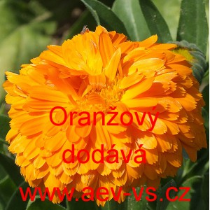 Měs&iacute;ček l&eacute;kařsk&yacute; Oranžov&yacute;