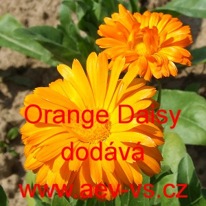 Měs&iacute;ček l&eacute;kařsk&yacute; Orange Daisy