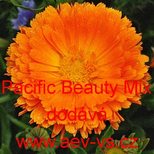 Měs&iacute;ček l&eacute;kařsk&yacute; Pacific Beauty Mix