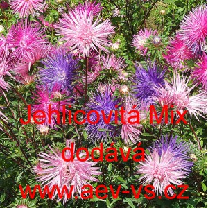 Astra č&iacute;nsk&aacute; Jehlicovit&aacute; Mix