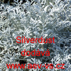 Starček př&iacute;mořsk&yacute; stř&iacute;brn&yacute; Silverdust