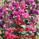 Lokanka lep&aacute; Mix