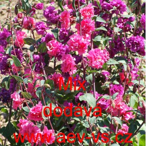 Lokanka lep&aacute; Mix