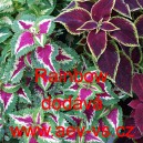 Africk&aacute; kopřiva, Pochvatec ozdobn&yacute;, &scaron;i&scaron;&aacute;kovit&yacute;, Kopřivěnka zkř&iacute;žen&aacute; Rainbow