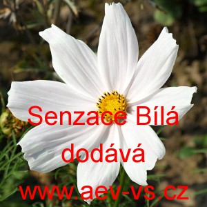 Kr&aacute;senka zpeřen&aacute; White Dreams