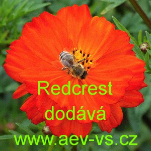 Kr&aacute;senka žlut&aacute;, s&iacute;rožlut&aacute; Redcrest