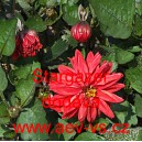 Jiřinka zahradn&iacute; Stargazer Mix