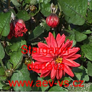 Jiřinka zahradn&iacute; Stargazer Mix