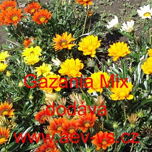 &Uacute;borovka z&aacute;řiv&aacute;, gaz&aacute;nie Mix