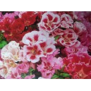 Z&aacute;řivka velkokvět&aacute; Mix - letn&iacute; azalka