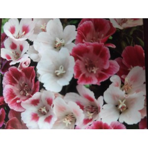 Z&aacute;řivka velkokvět&aacute; Sommerazalee Mix